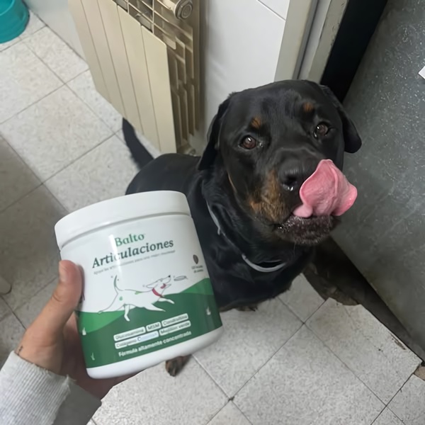 A top-down, hand-held shot showing a user holding a dog supplement container while their pet looks up, creating a relatable, authentic moment.